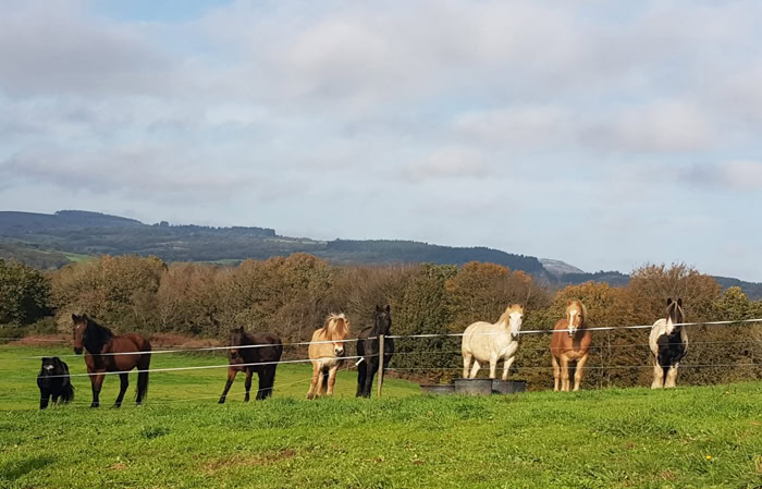 Les chevaux d'Isabelle Morot-Sir dans leurs prairies en Bretagne.